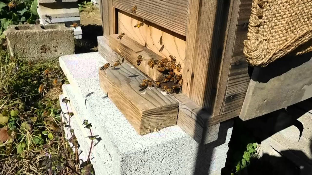 厳寒の中　越冬中