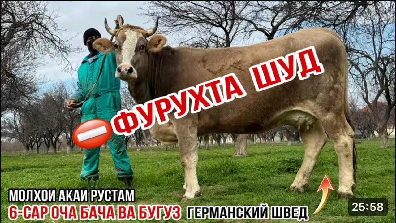 МОЛХОИ АКАИ РУСТАМ 6-САР ОЧА БАЧА ВА БУГУЗ 6 марта 2026 г.