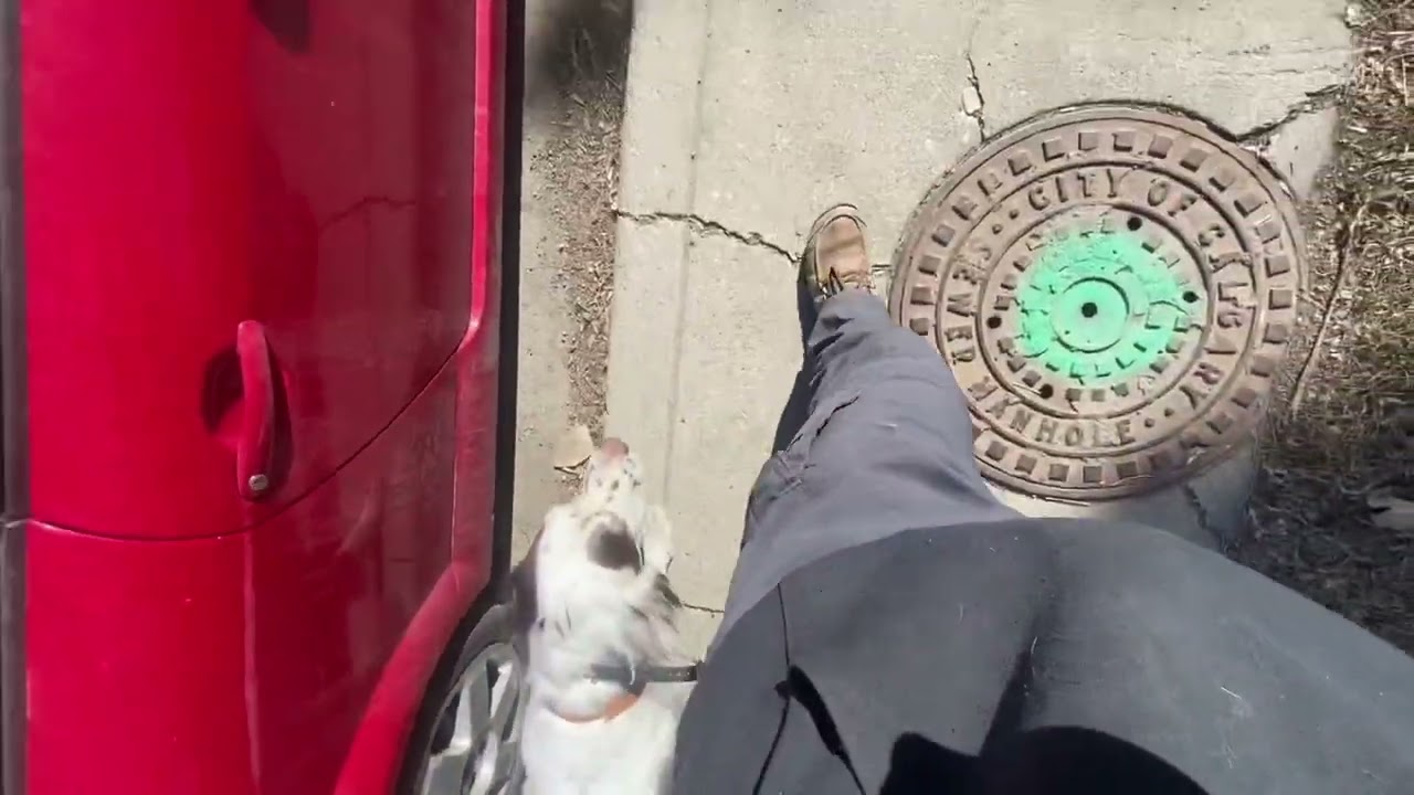 Charlie learns ecollar heel, loose leash walking.