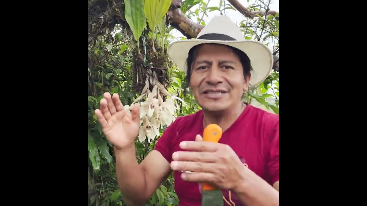 LAS ORQUIDEAS QUE TENGO EN MI FINCA