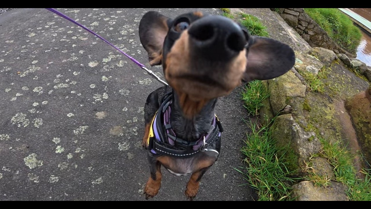 Moo visits Lickhill Manor Caravan Park in Stourport-on-Severn 