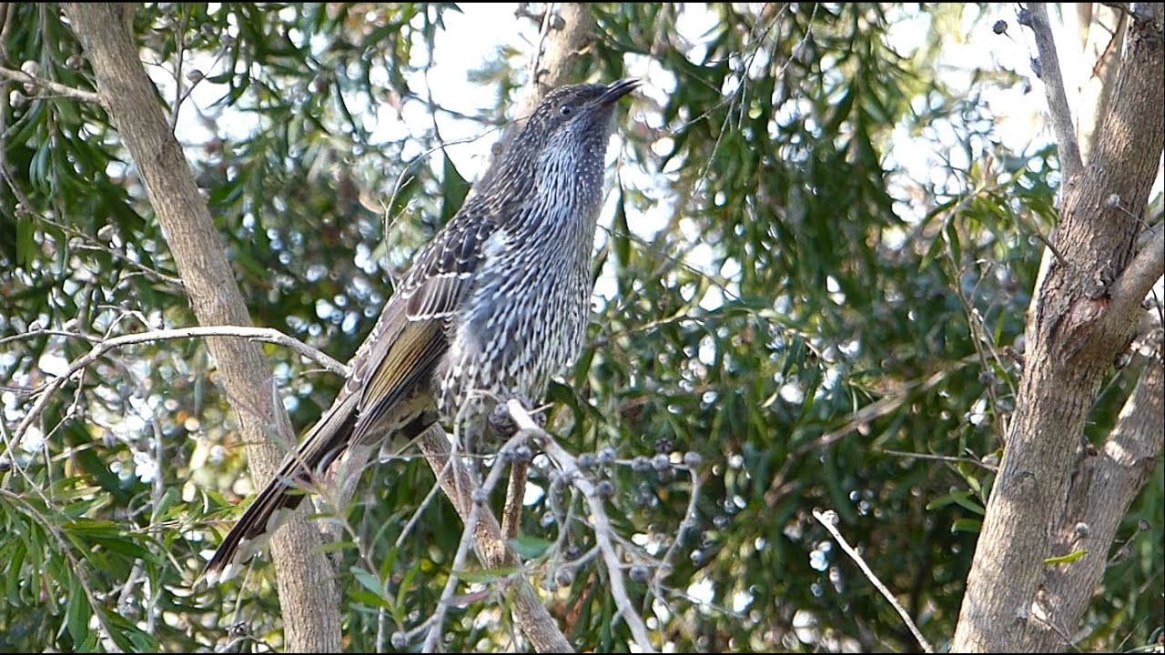 Little Wattlebird - animated calls