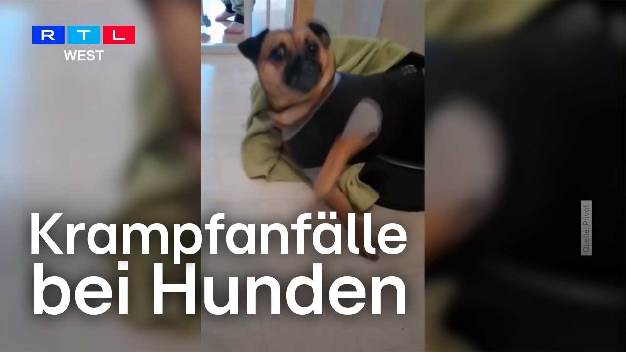 Epilepsie bei Hunden – für die Tiere kann der Krampfanfall lebensgefährlich sein | RTL WEST
