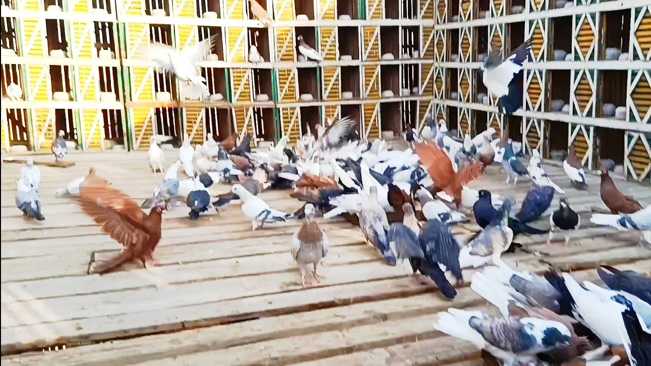 مسكت للخصم....3... ونشوف... الحمام عمل ...اية...مع.... اوطة إمبابة 