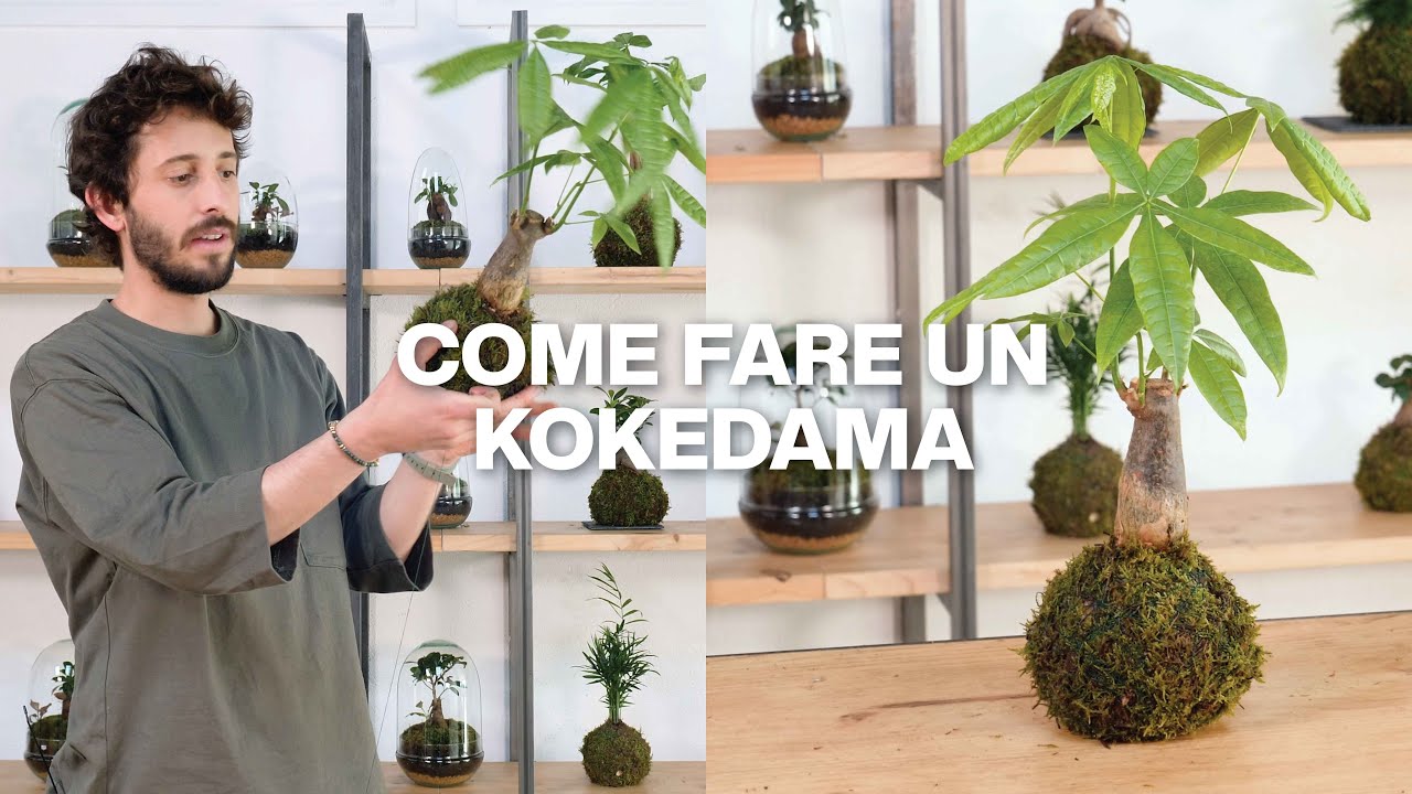 Come fare une kokedama