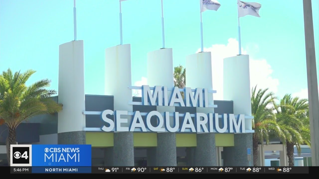 Miami Seaquarium gives inside look at theme park as battle over its future heats up