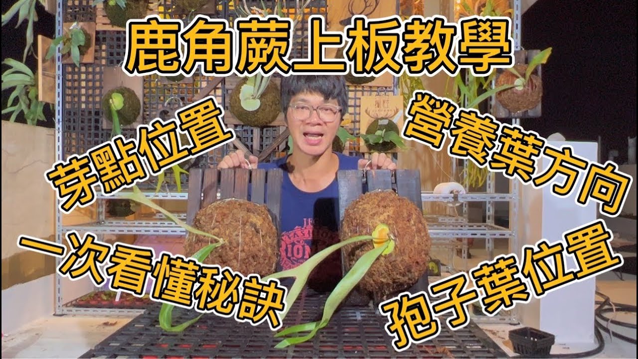 鹿角蕨上板 上板教學 觀念細說 一次學會上板 一次就看懂 馬上變達人 不知名鹿角蕨的翻身 強迫症的上板方式 植栽DIY 鹿角蕨上板DIY