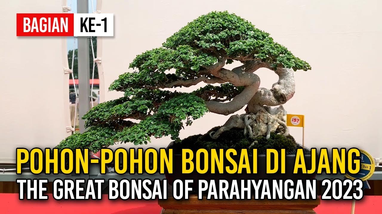 POHON-POHON BONSAI LUAR BIASA DI AJANG PAMNAS 