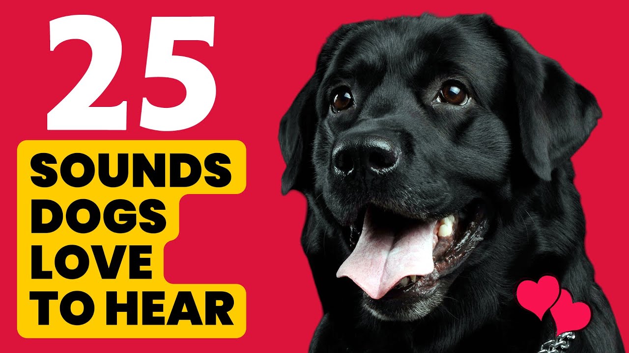 25 Sounds That Dogs LOVE To Hear The Most 🐶❤️