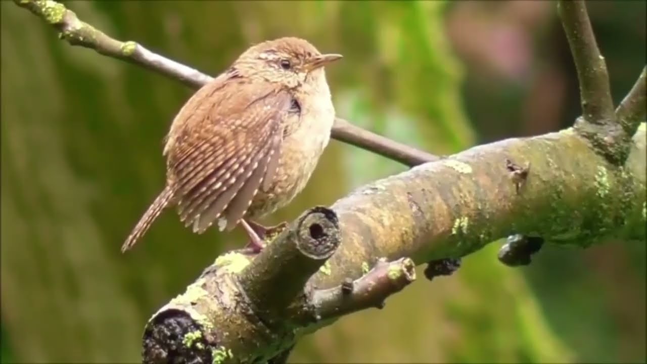 30 Bird Songs from Morocco