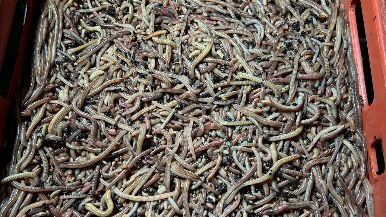Dendrobena veneta in Yakutia.Отправка червя в Якутск