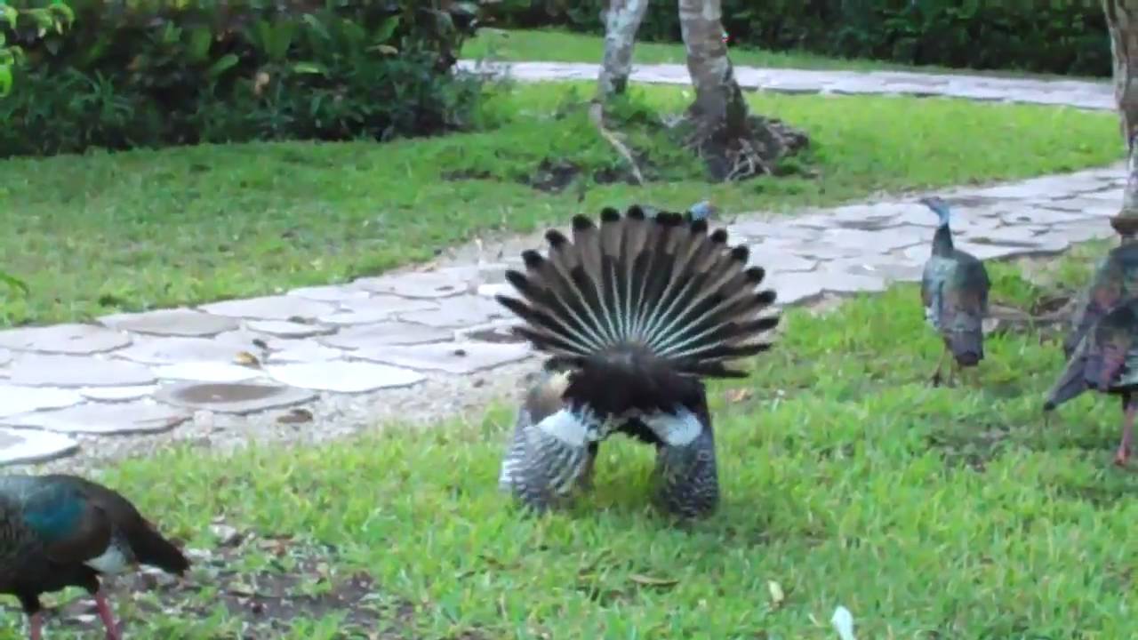 Ocellated Turkey Strutting his Stuff at Chan Chich Lodge in Belize