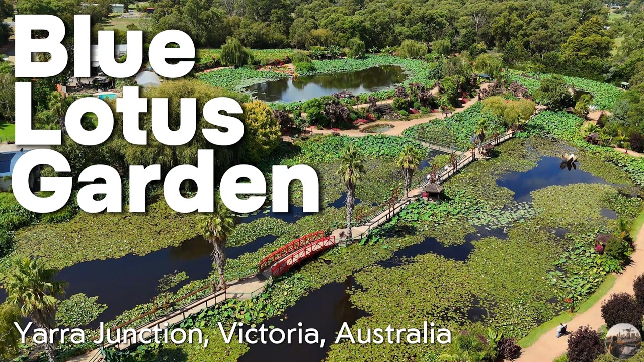 Blue Lotus Water Garden from the air, Yarra Junction, Victoria, Australia