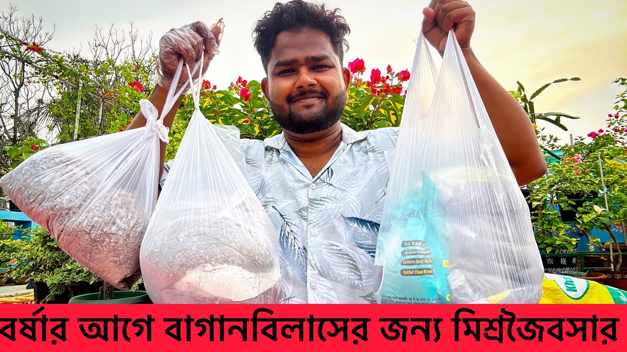 বর্ষার আগে বাগানবিলাসের জন্য মিশ্র জৈব সার তৈরী  করলাম | Organic Mixed Fertilizer for Bougainvillea