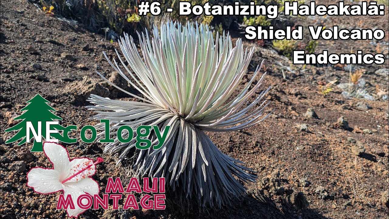 Maui Montage #6 - Botanizing Haleakalā: Shield Volcano Endemics