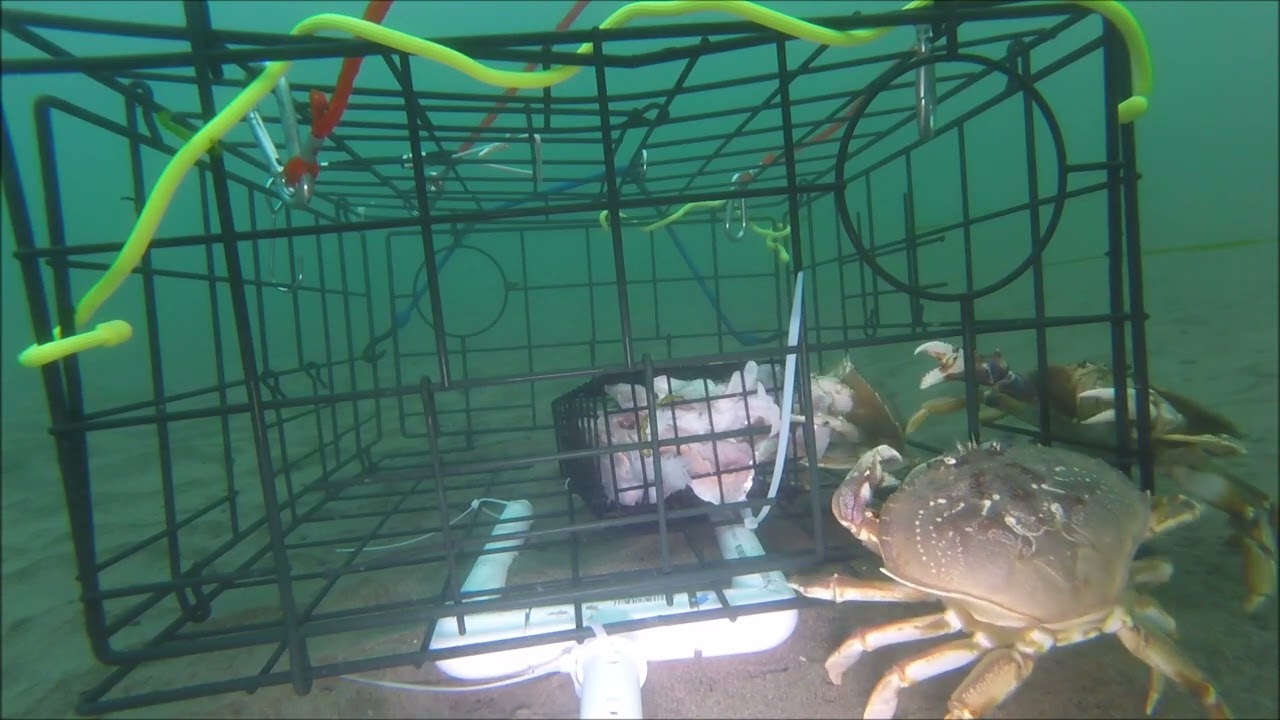 Underwater Gopro In Crab Trap -  Unedited
