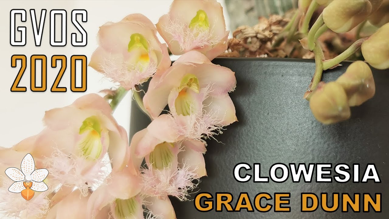 #GVOS2020 - Clowesia Grace Dunn
