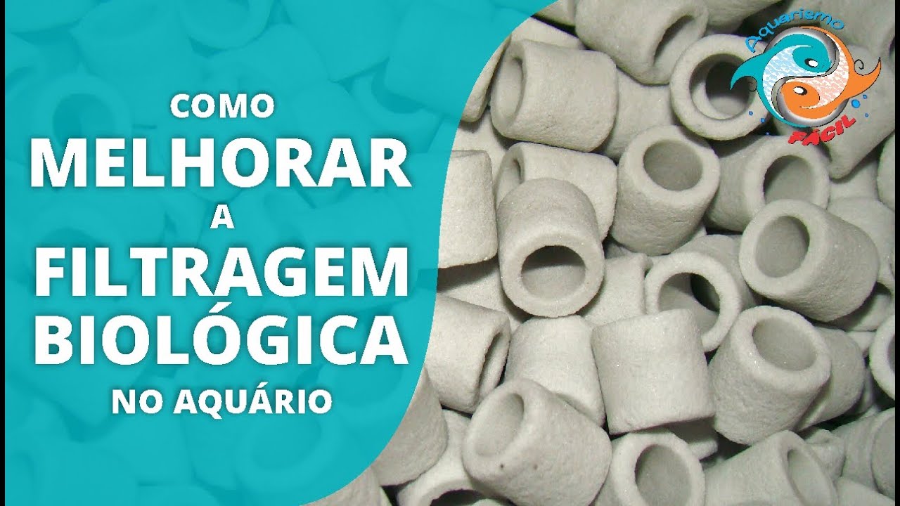 Como Melhorar Filtragem Biológica No Aquário