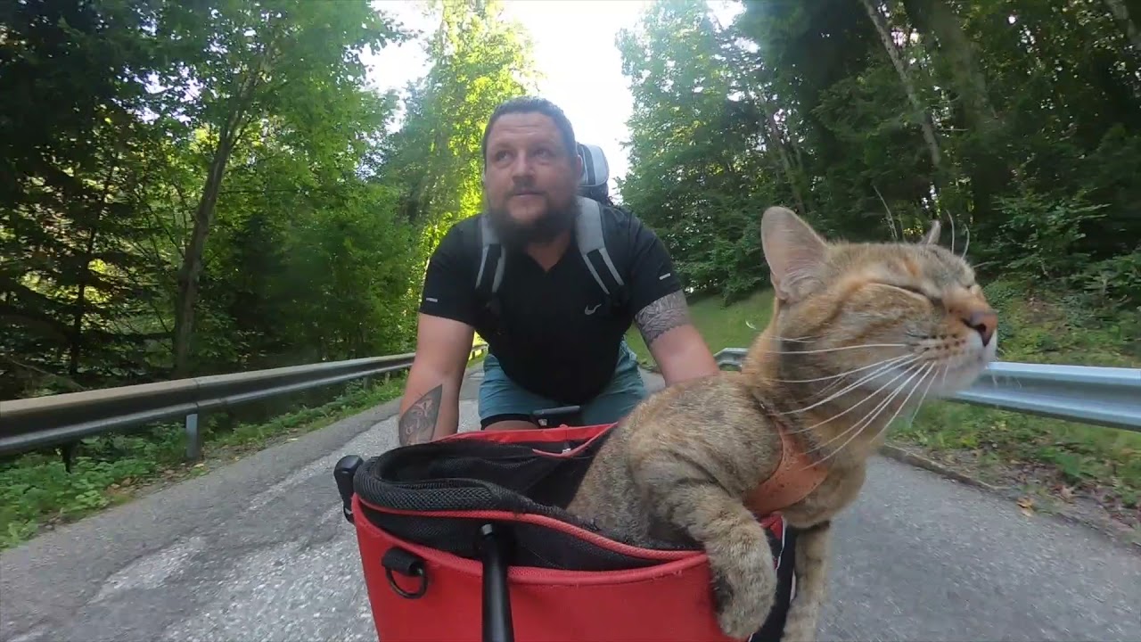 Cats Downhill Cycle 🚴🏼‍♂️😻