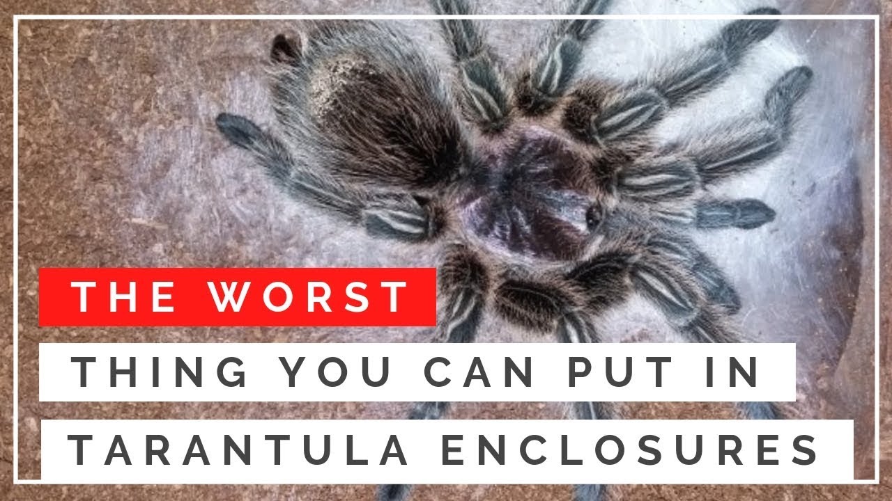 This Is One Of The WORST Things You Can Put In Tarantula Enclosures