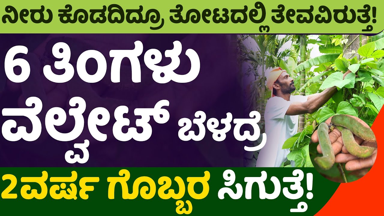 6 ತಿಂಗಳು ವೆಲ್ವೇಟ್ ಬೆಳದ್ರೆ 2 ವರ್ಷ ಗೊಬ್ಬರ ಸಿಗುತ್ತೆ! ನೀರು ಕೊಡದಿದ್ರೂ ತೋಟದಲ್ಲಿ ತೇವವಿರುತ್ತೆ! #velvetbeense