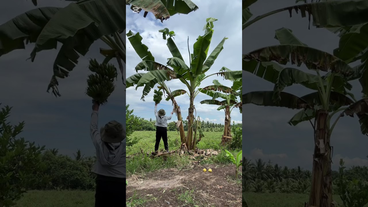 PITAS NG TUNDAN AT SABA PLUS TOUR SA AKING LACATAN BANANA