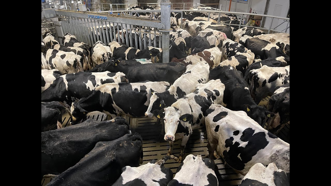 M²erlin BatchMilking 4.0: Mit 12 Melkrobotern stellte die Agrarprodukte Altreetz e.G. erfolgreich um