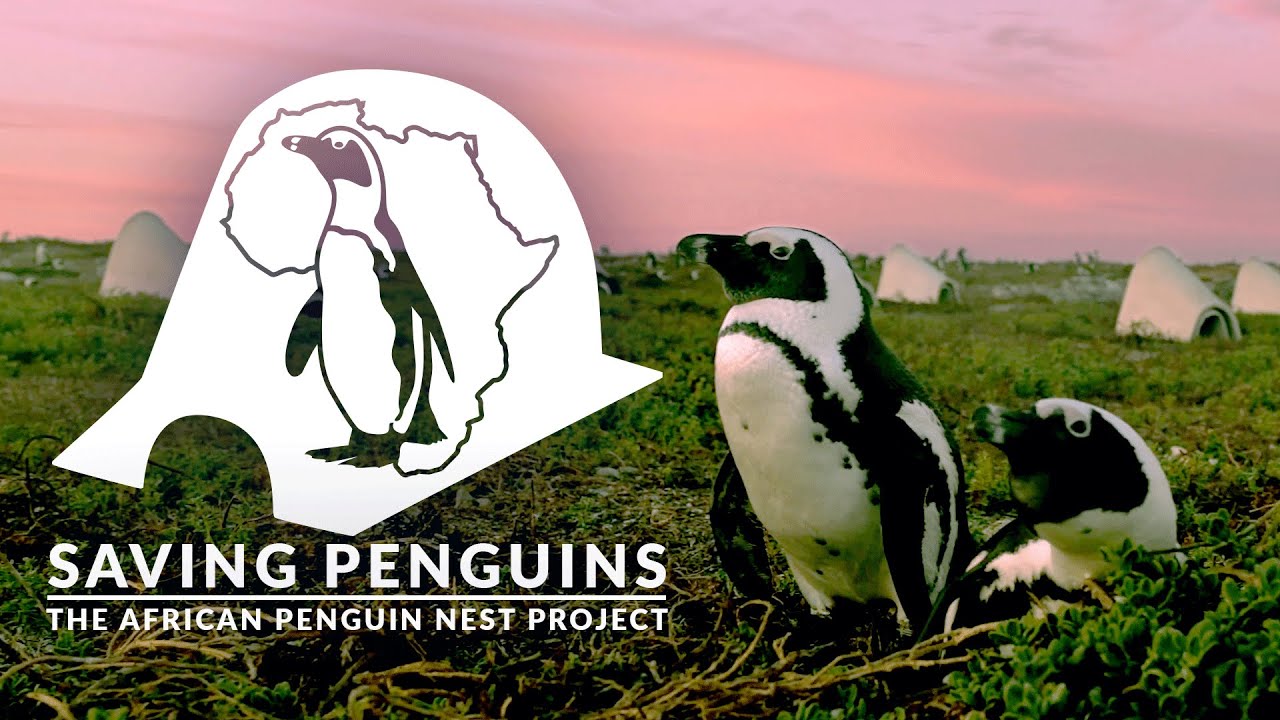 Saving Penguins | The African Penguin Nest Project