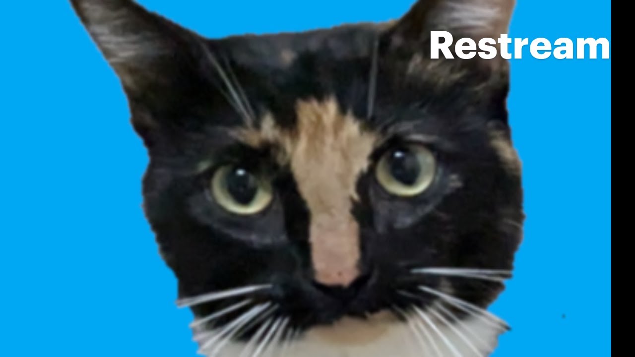 Watch cute cats live everyday! The Dessert Crew Live Stream