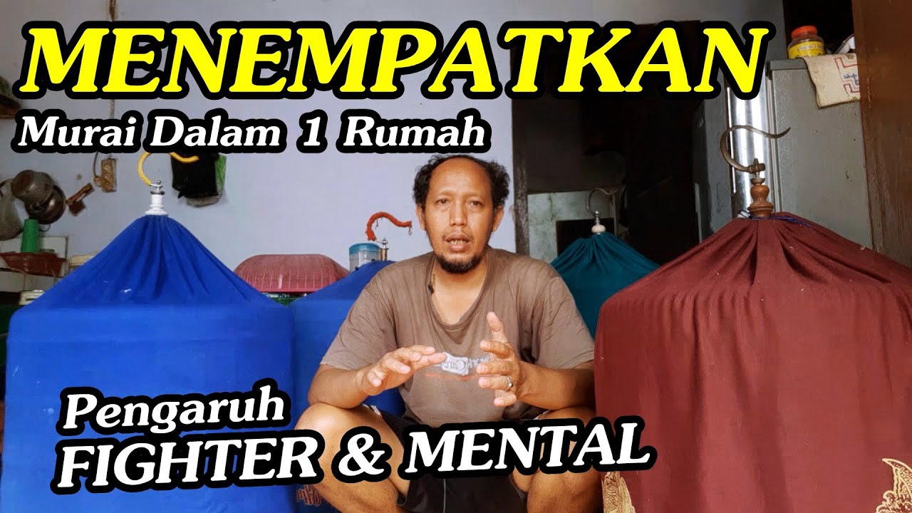Penempatan murai batu lebih dari satu didalam rumah!! sangat pengaruh