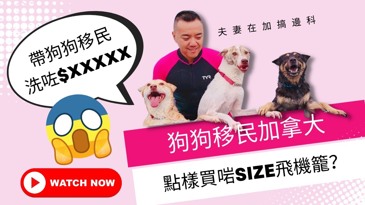 [寵物移民加拿大] 中型犬都要咁大個籠?!?!帶狗移民要幾萬蚊一隻?!?!狗狗移民都可以DIY，留返私己錢買好西佢地食!!