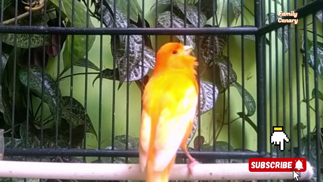 Original Canary Long Rolling Song || Perfect Sound for Bird Training & Calling || Canary 34