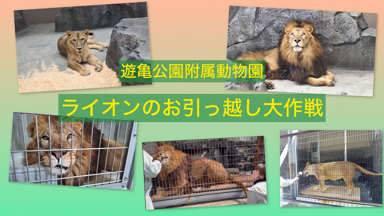 ライオンのお引っ越し大作戦