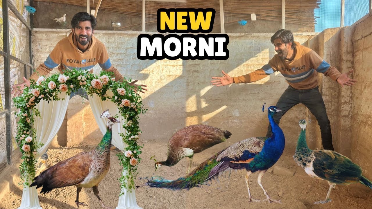 Mor Ki Tessri Bivi Agaye! 🥳 