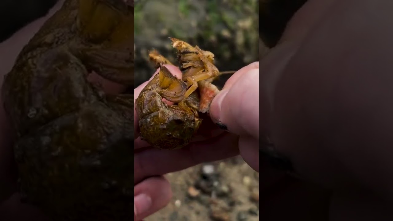 HUGE Parasite Removed From Pearl the Shrimp 