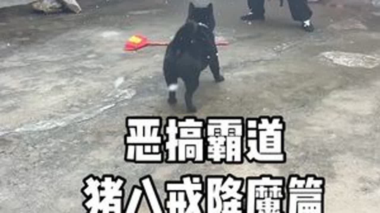 #恶搞狗子 #我和狗子的日常 #萌宠出道计划 #霸道五黑犬#猪八戒恶搞霸道