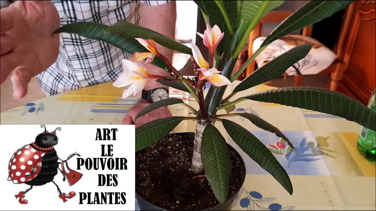 Jardinage d'intérieur: Bouture de pluméria (Frangipanier) Plante d'intérieur