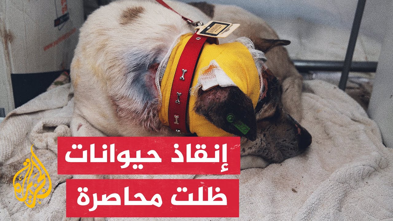 زلزال تركيا وسوريا.. فرق إنقاذ الحيوانات من تحت الركام