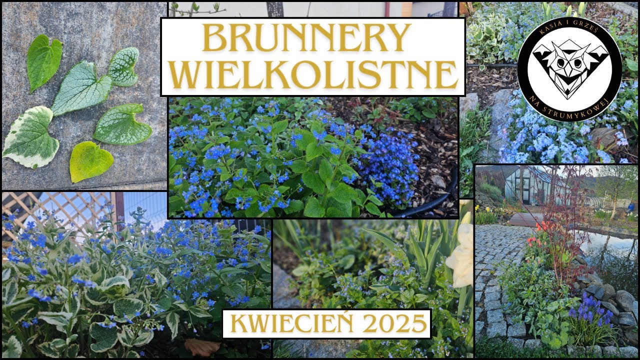 Brunnery wielkolistne
