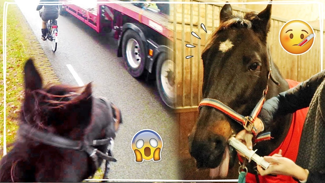 OH NEE! SCHRIKKEN VAN VRACHTWAGEN & URIA IS ZIEK... | Vlog #42 | Daphne draaft door