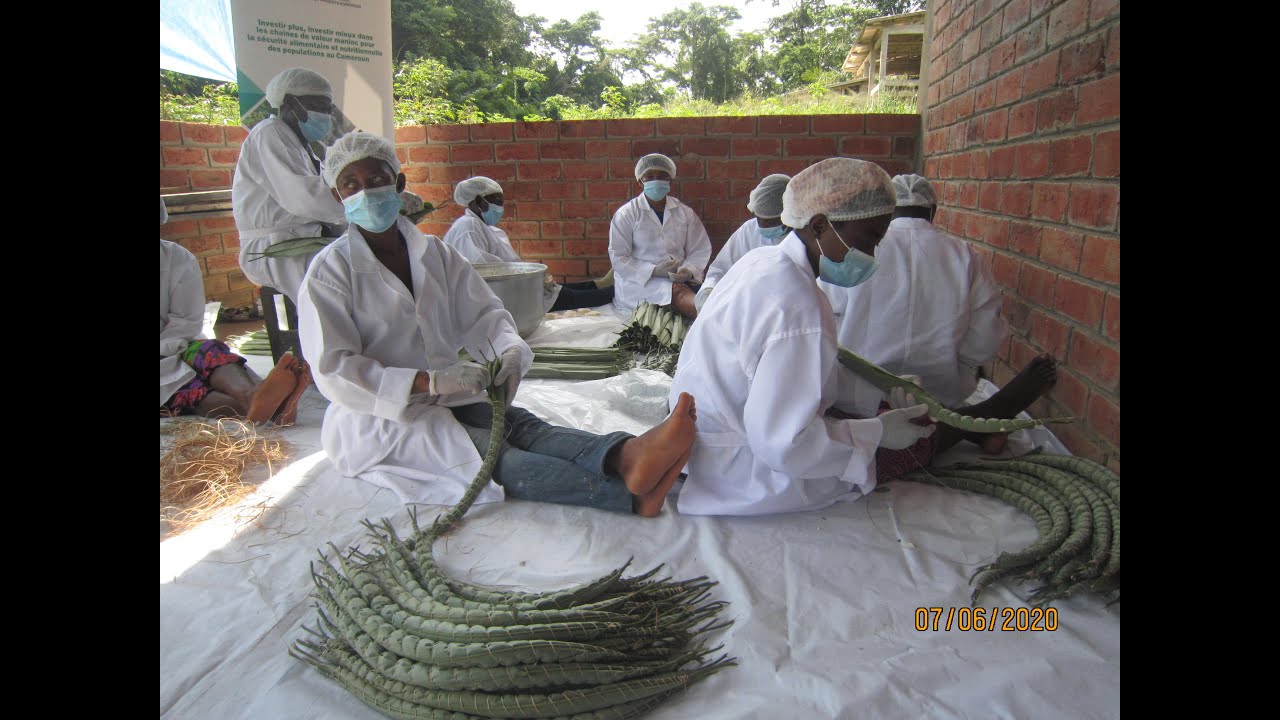 MANIOC 21, MODERNISATION DES COOPÉRATIVES