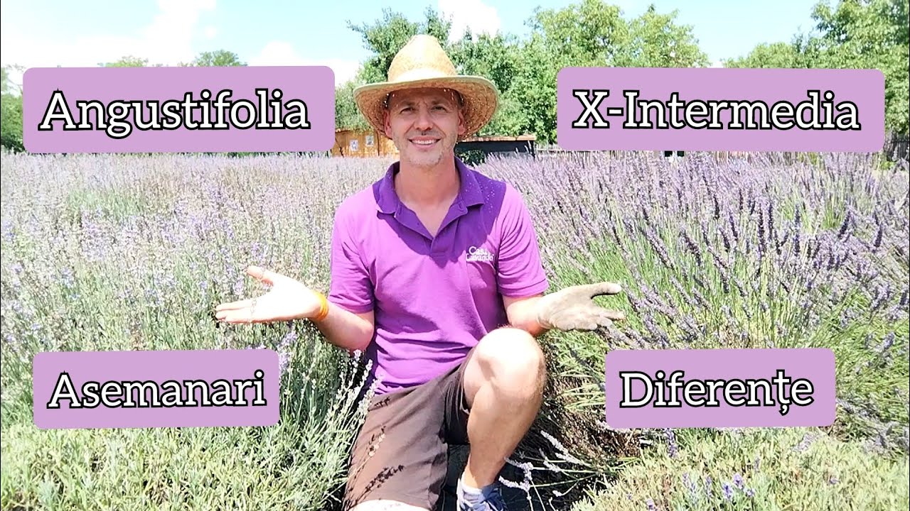 Lavanda Hibrid sau Lavanda Angustifolia?