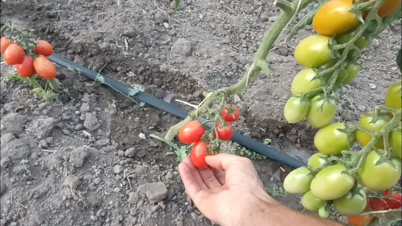 La tara in Sicilia -Cum arata terenurile si gradina de legume 28.06.2025