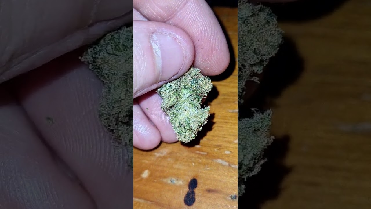 Medical Patient SC01 22% (White widow X Chronic X Cheese strains)