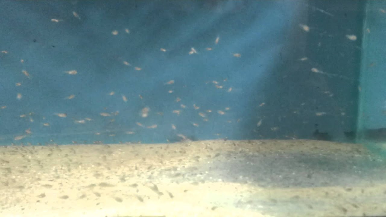 New batch of geo fry theres loads like nats :-)