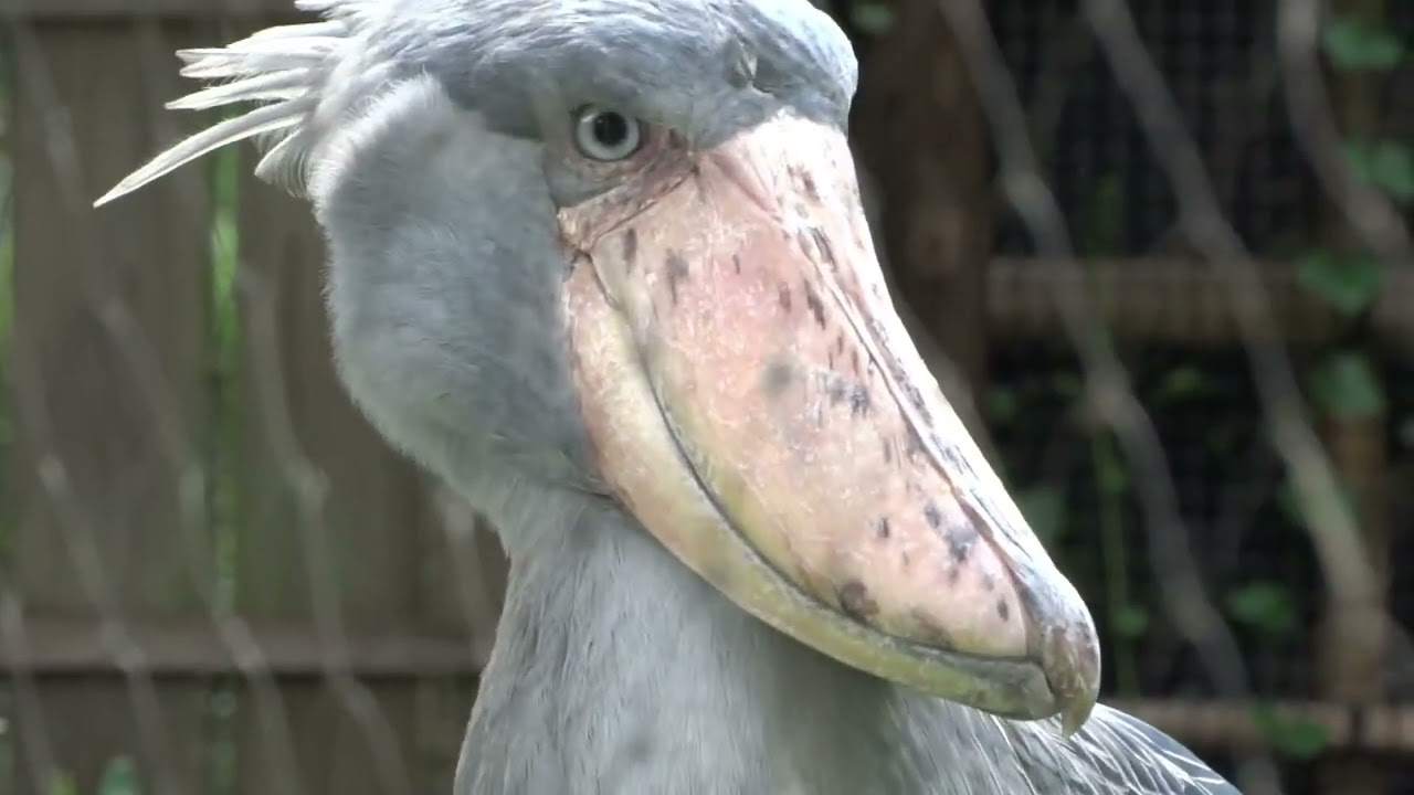 2024.9.20上野鳥散歩東京・ハシビロコウ