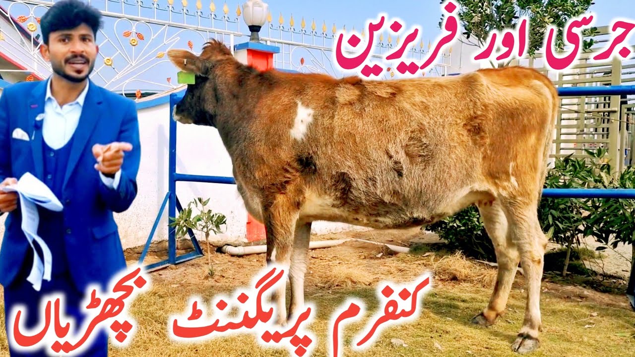 Pakistani Cow Mandi | Jersey Hiefers | HF Hiefers || Global Village Farming