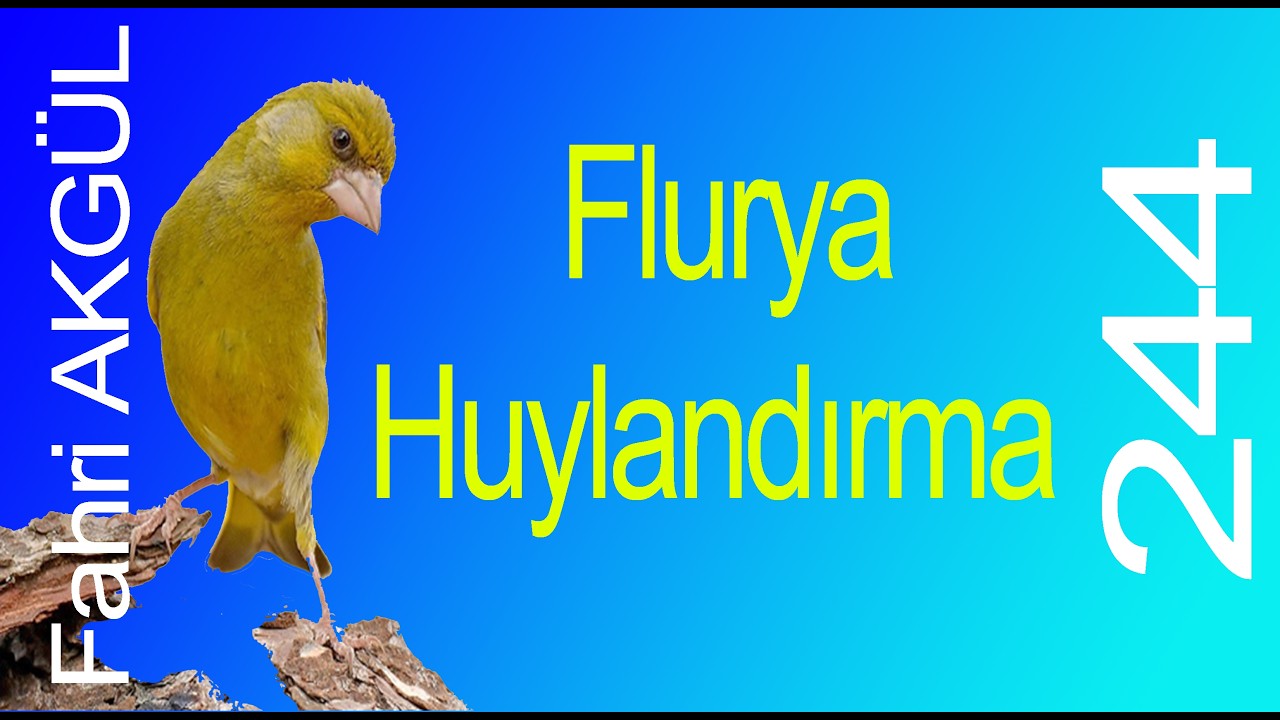 Fahri AKGÜL - Flurya Huylandırma 244