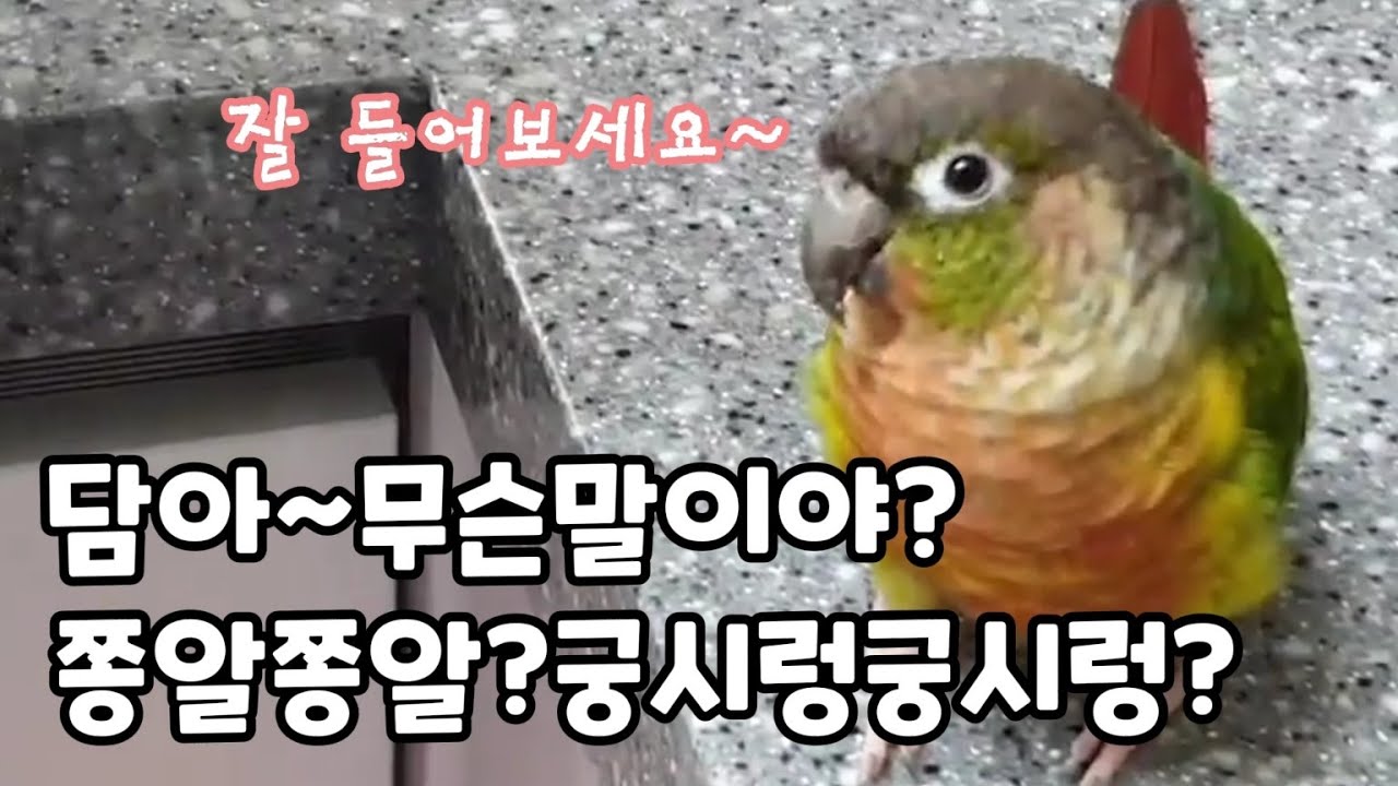 일하는 엄마옆에서 할말(?)많은 앵무새!!#코뉴어앵무새 #