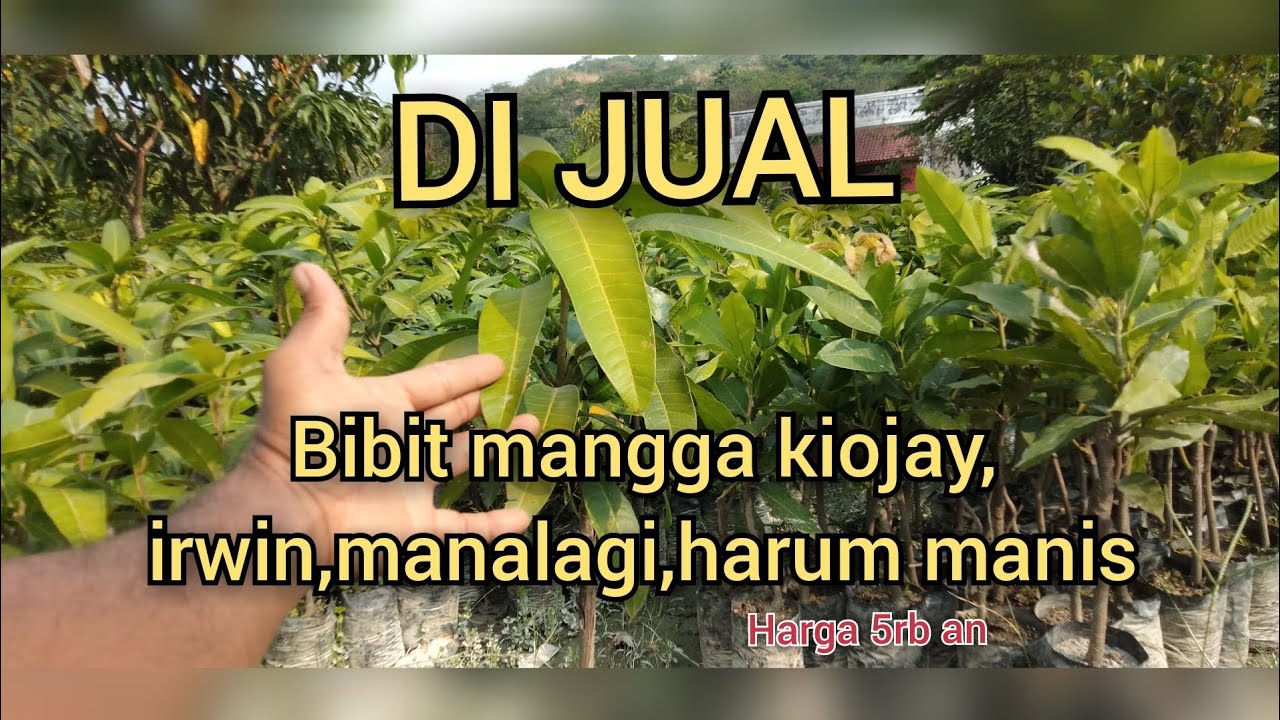 DISTRIBUTOR Bibit tanaman buah mangga ,kiojay,irwin,manalagi,harum manis